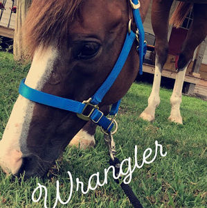 Meet your Posher, Grace